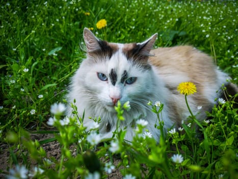 Beautiful neva masquerade cat with blue eyes sitting in the fresh spring grass. Selected Focus