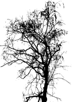 Traced black silhouette of a birch tree without  leaves in early spring, late autumn or winter