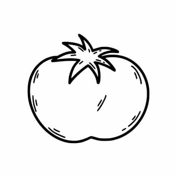 Tomato sketch. Vector doodle illustration.