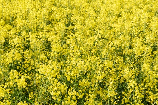 Background of yellow rapeseed flowers, oil and biofuel production. Annual oil plant. Agricultural.