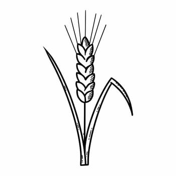 Rye. Vector doodle illustration. Cereal culture. Wheat. Sketch.