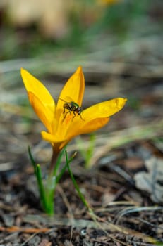 Two-winged insect green blowfly, sits on a yellow crocus