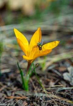 Two-winged insect green blowfly, sits on a yellow crocus