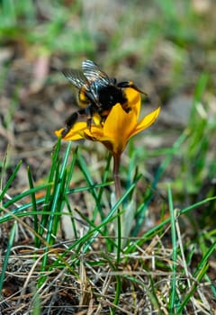 Bumblebee collects honey on purple crocus flowers