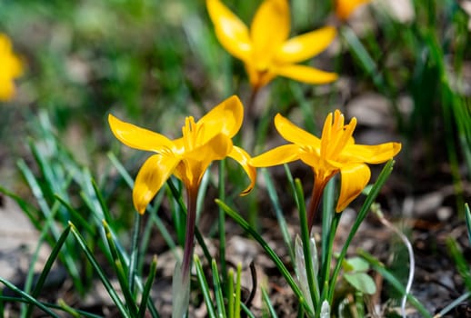 Yellow crocus blooms in spring in the garden
