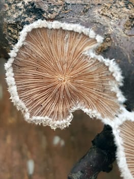 Mushroom tinder fungus on a tree trunk close-up