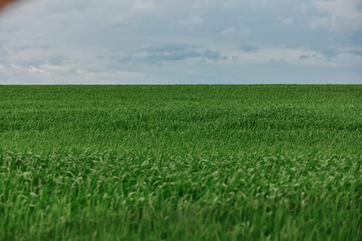 green field with tall grass in rainy weather with cloudy sky. High quality photo