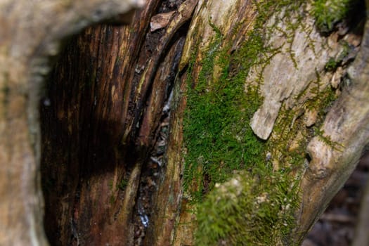 A tree trunk with green moss on it