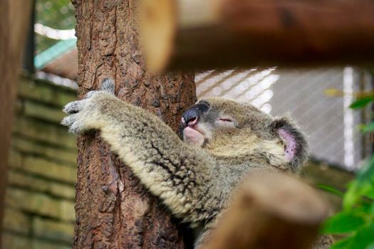 Image of a koala bear sleep on tree. Wild Animals.