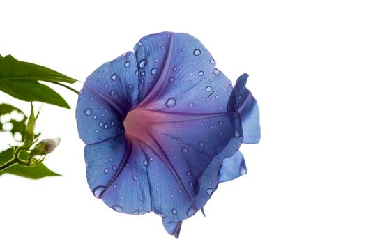 Image of morning glory (Ipomoea) flowers on white background.