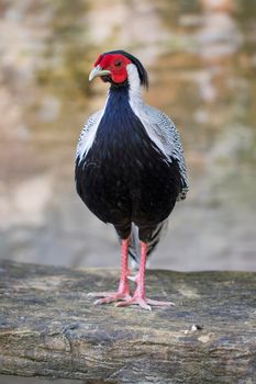 Image of Silver Pheasant(Lophura nycthemere) on nature background. Poultry, Animals.