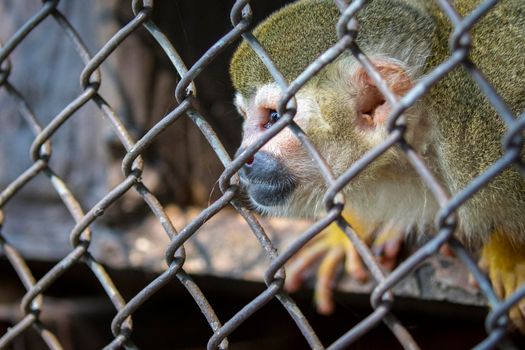 Image of a squirrel monkey in the cage. Wild Animals.