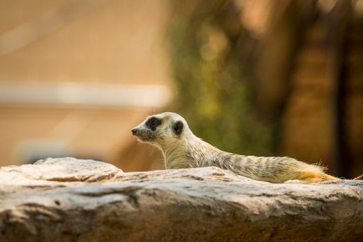 Image of a meerkat or suricate on nature background. Wild Animals.