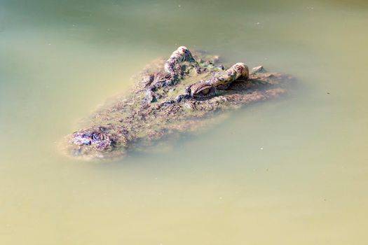 Image of a crocodile head in the water. Reptile Animals.
