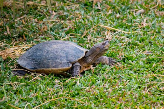 Image of a turtle on the grass. Amphibians.