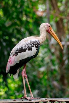 Image of Painted Stork (Mycteria leucocephala) on nature background. Wild Animals. Bird,