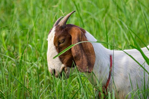 Image of goat is chewing grass on the green meadow. Farm Animal.