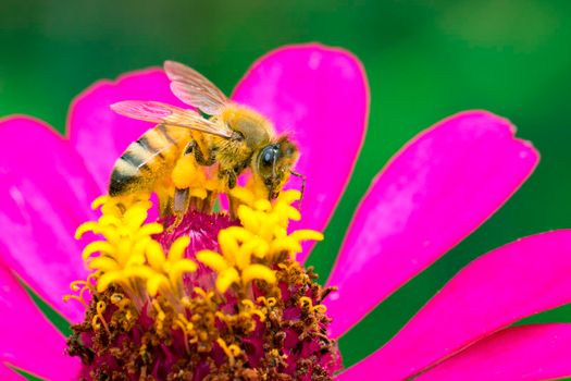 Image of bee or honeybee on pink flower collects nectar. Golden honeybee on flower pollen. Insect. Animal