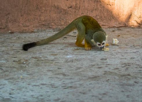Image of a squirrel monkey eating food. Wild Animals.