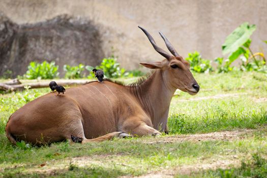 Image of Eland (Traelaphus oryx) relax on the grass. Wildlife Animals.