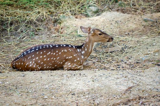 Image of a chital or spotted deer relax on the ground. Wildlife Animals.