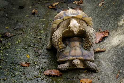 Image of Sulcata tortoise Turtle or African spurred tortoise (Geochelone sulcata) are breeding. reptile. Animals.
