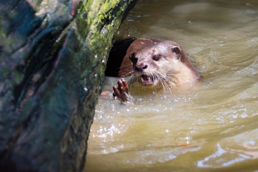 Image of an otters on the water. Wild Animals.