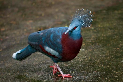 Image of Victoria crowned pigeon on nature background. Bird. Animals.