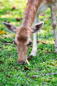 Image of a deer on nature background. wild animals.