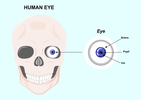 Components of the human eye. Vector Illustration of human eye anatomy