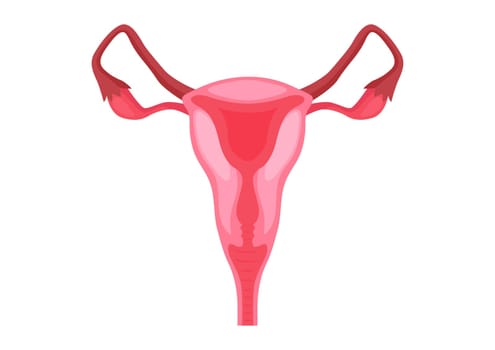 Female reproductive systems on a white background. Vector illustration of female reproductive systems