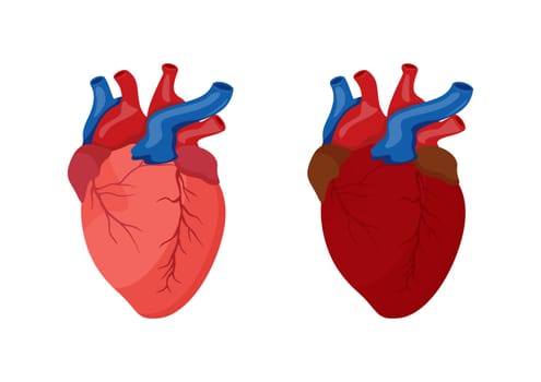 Human heart cartoon design. Vector illustration of human heart isolated on white background