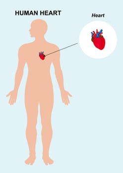 Human heart organ anatomy. vector illustration of human heart isolated background