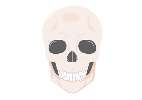 Human skull full face isolated on white background. Vector illustration of human skull