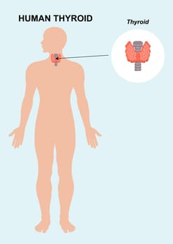 Human Thyroid  Organ Anatomy Vector illustration