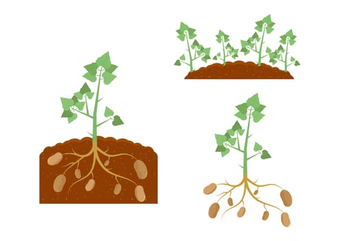 Potato Plant and Potato Plant under the Ground