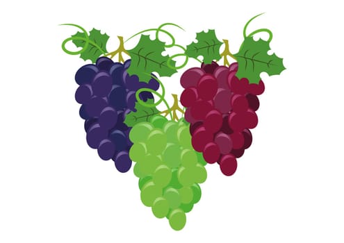 Set of colorful grapes vector