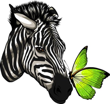 colorful butterfly on head zebra vector design on white background.