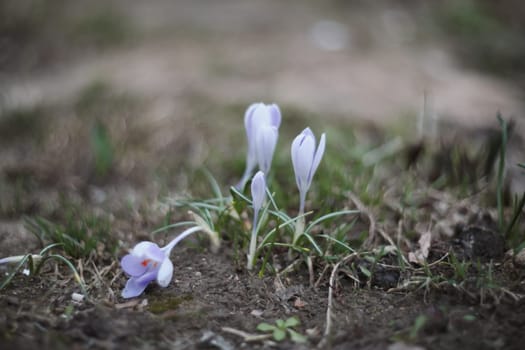 Wild purple crocuses blooming in their natural environment in the forest. Spring background