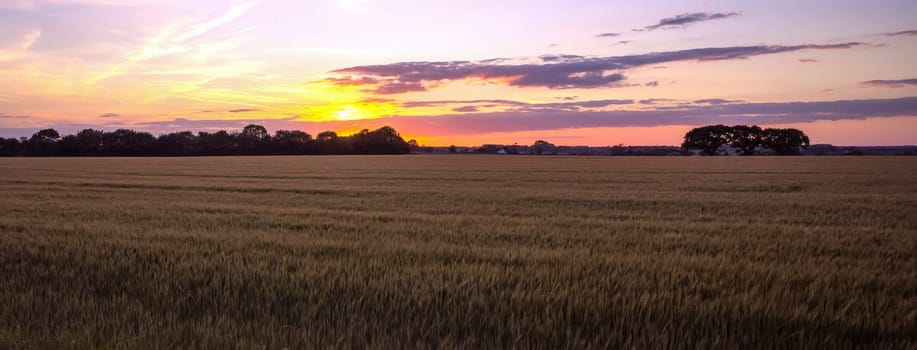 Sunset in Suffolk with golden fields of wheat