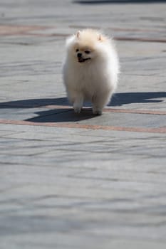 White Pomeranian dog walking on the street in the city.