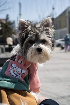Maltese dog wearing a coat and scarf on the street