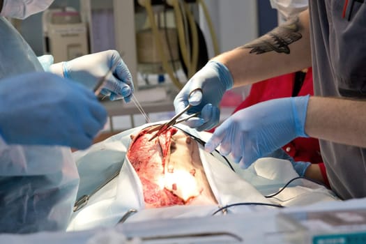 Surgical operation of a dog in a veterinary clinic