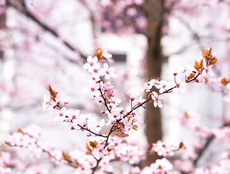 Selective focus of beautiful pink cherry blossom. Spring background of magenta flowers.