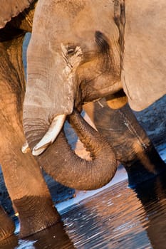Elephant, Chobe National Park, Botswana