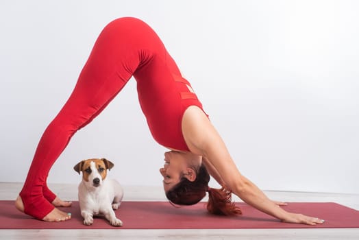 Woman in downward facing dog pose with her pet. Yoga with Jack Russell Terrier dog