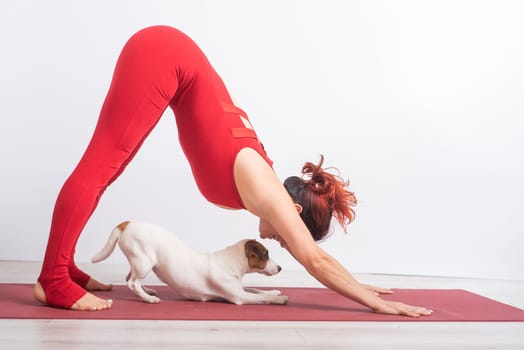 Woman in downward facing dog pose with her pet. Yoga with Jack Russell Terrier dog
