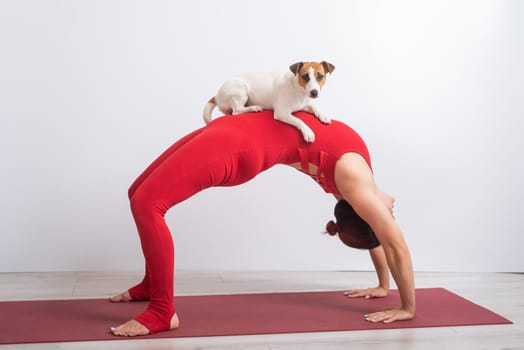 Woman in bridge pose with dog. Girl doing yoga with her pet.