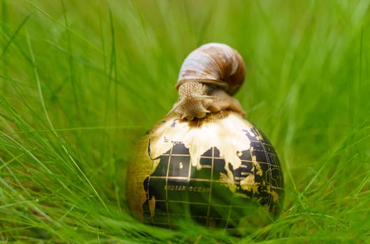 In the grass there is a globe on which the snail moves.