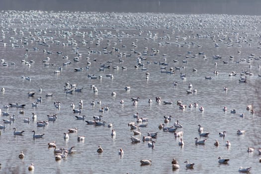 Hundreds of Snow Geese, Stopped at a Lake While Migrating North